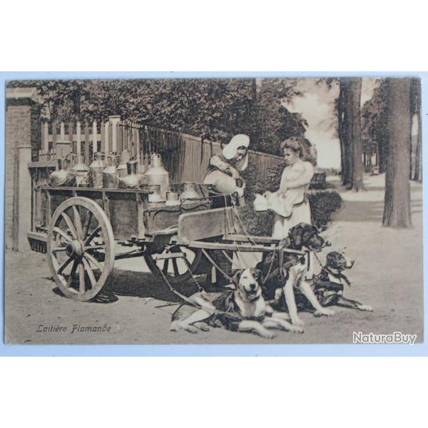 CPA Belgique Laitire Flamande Attelage de chiens