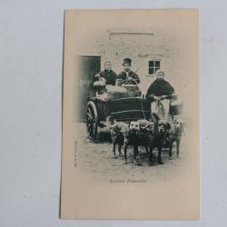 CPA Belgique Laitières Flamandes Attelage de chiens