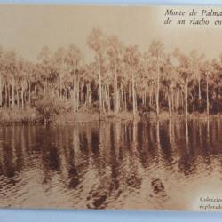 CPA Monte de Palmas en la orilla de un riacho en el Paraguay