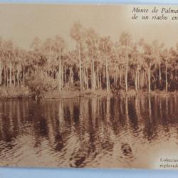 CPA Monte de Palmas en la orilla de un riacho en el Paraguay
