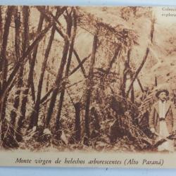 CPA Monte virgen de helechos arborescentes Alto Parana Paraguay