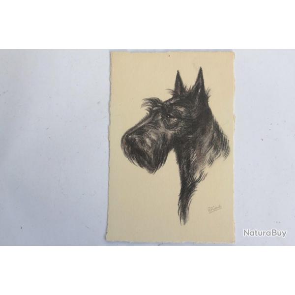 CPA illustre Gauli Chien Scotch Terrier / Terrier cossais