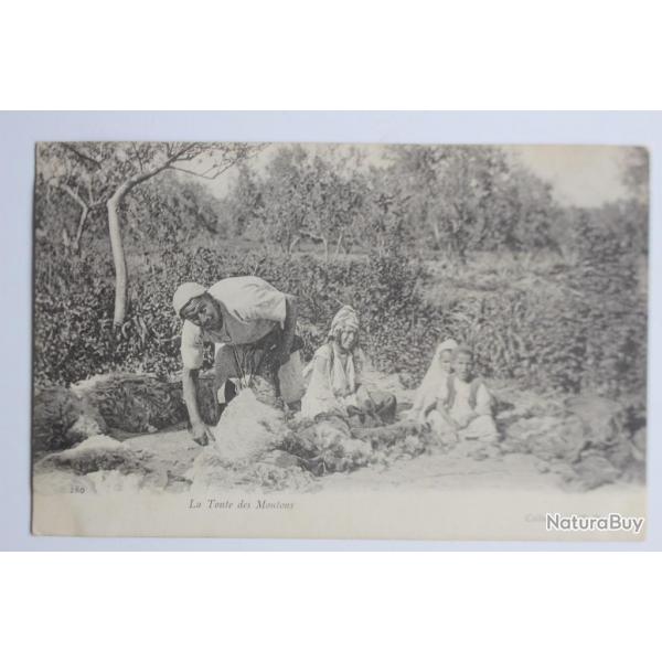 Carte postale ancienne La tonte des moutons Algrie