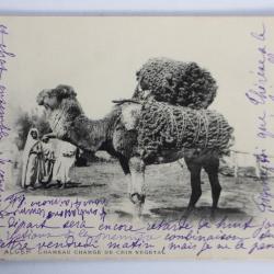 Carte postale ancienne Alger Chameau chargé de crin végétal Algérie
