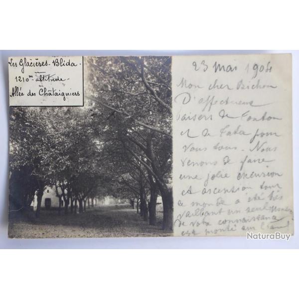 Carte photo Blida Les Glacires Alle des Chtaigniers Algrie