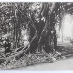 Carte postale ancienne Italie Palermo Giardino Garibaldi Ficus