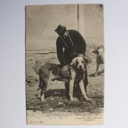 Carte postale Suisse Chiens du Saint-Bernard a l'hospice