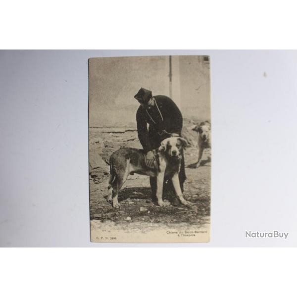 Carte postale Suisse Chiens du Saint-Bernard a l'hospice