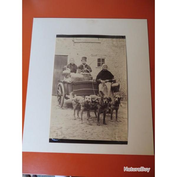 Photo Voiture  chiens Laitires flamandes Belgique