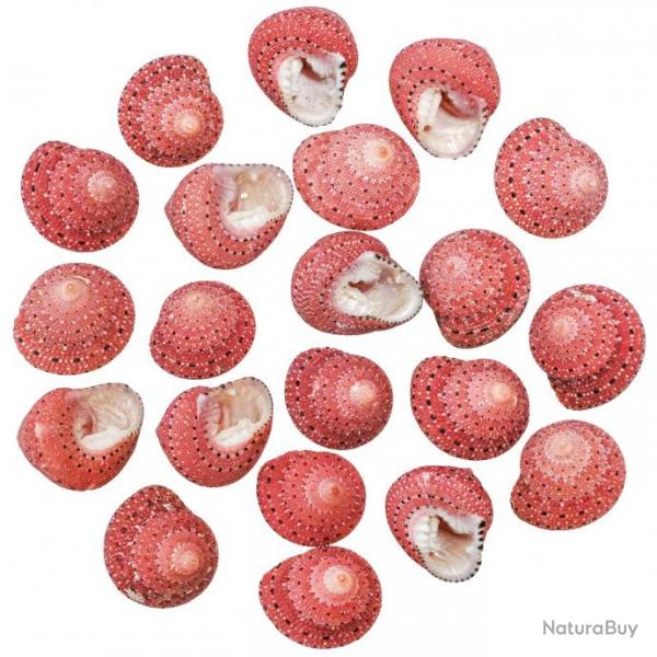 Coquillages trochus fraise - 1.5  2 cm - Lot de 5