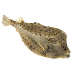Poisson coffre naturalisé 11 à 13 cm