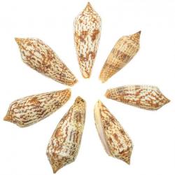 Coquillages conus australis - 5 à 7 cm - Lot de 2