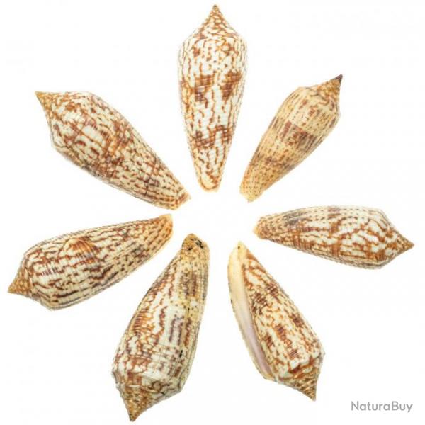 Coquillages conus australis - 5  7 cm - Lot de 2