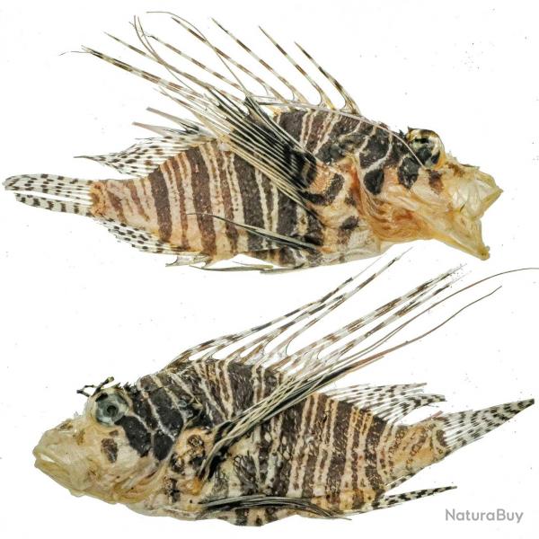 Poisson lion naturalis - 8  10 cm - A l'unit