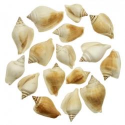 Coquillages strombus canarium - 4 à 6 cm - Lot de 10