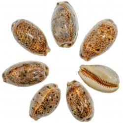 Coquillage cypraea lynx - 4 à 5 cm - Lot de 4