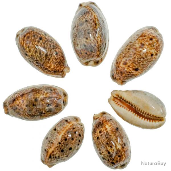 Coquillage cypraea lynx - 4  5 cm - Lot de 4