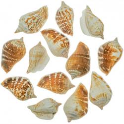 Coquillages strombus marginatus - 4 à 5 cm - 100 grammes
