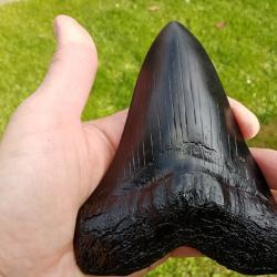 Taxidermie.Reconstitution énorme dent de Mégalodon en résine