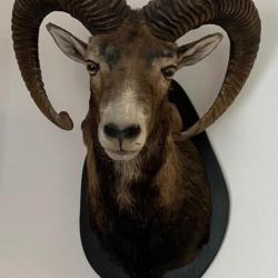 Trophée de mouflon exceptionnelLongueur 74 cm circonférence 25 cm taxidermie professionnelle