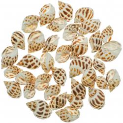 Coquillages babylonia areolata - 2 à 4 cm - 100 grammes
