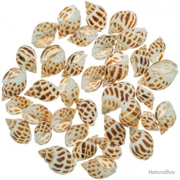 Coquillages babylonia areolata - 1.5  3 cm - 100 grammes