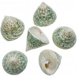 Coquillage tectus pyramis poli - 4 à 6 cm - Lot de 2