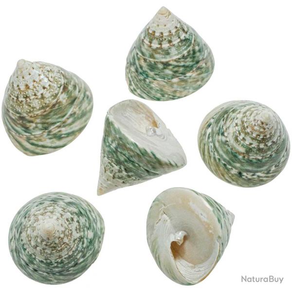 Coquillage tectus pyramis poli - 4  6 cm - Lot de 2