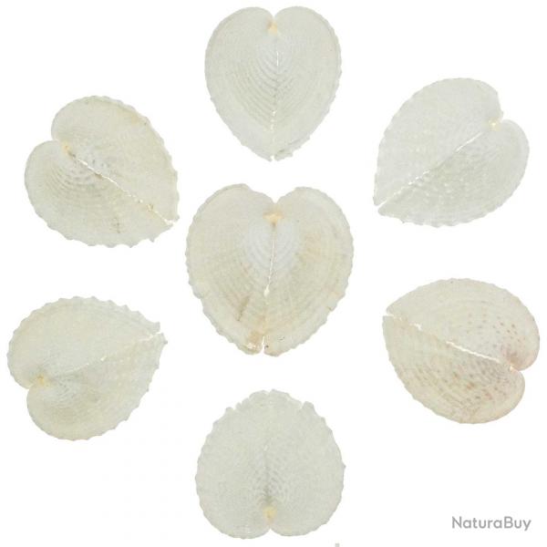 Coquillage corculum cardissa - 3  5 cm - Lot de 3