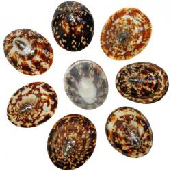Coquillages cellana testudinaria polis - 5 à 5.5 cm - Lot de 5