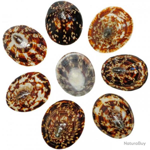 Coquillages cellana testudinaria polis - 5  5.5 cm - Lot de 5