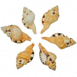 Coquillage cymatium grandimaculaum - 7 à 12 cm - Lot de 4