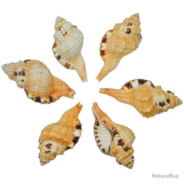Coquillage cymatium grandimaculaum - 7  12 cm - Lot de 4