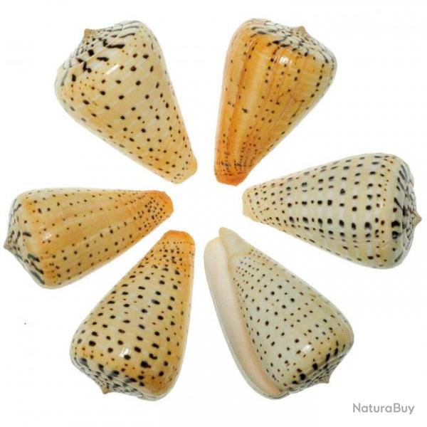 Coquillages conus betulinus polis - 7  9 cm - Lot de 2