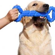 Les meilleurs jouets pour chiens : Sélection et conseils