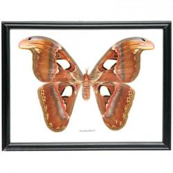 Cadre 27 x 22 cm papillon atlas moth véritable naturalisé