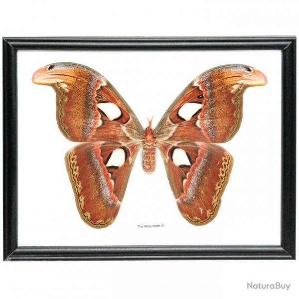 Cadre 27 x 22 cm papillon atlas moth vritable naturalis