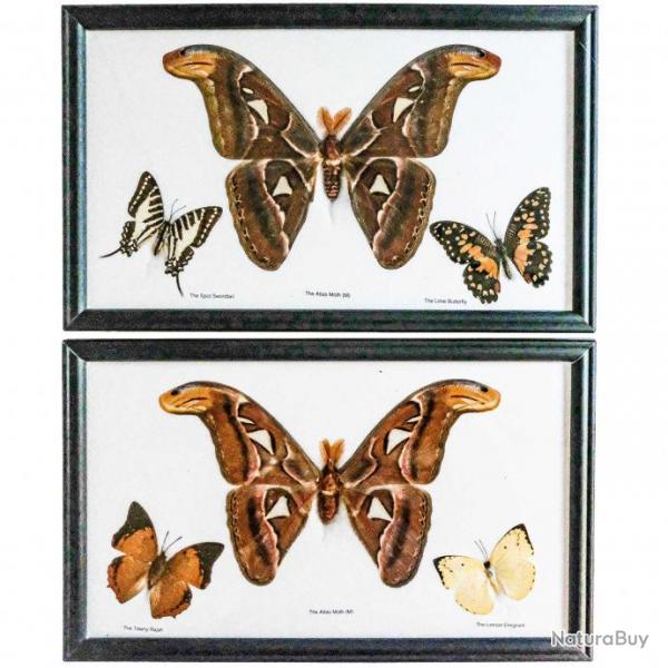 Cadre 32 x 20 cm avec 3 papillons vritables naturaliss - A l'unit
