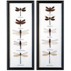Cadre 15 x 37 cm avec 5 libellules véritables naturalisées - A l'unité