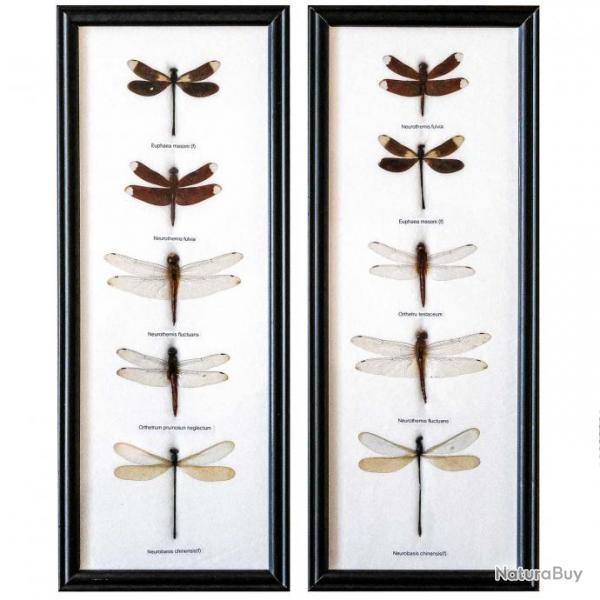Cadre 15 x 37 cm avec 5 libellules vritables naturalises - A l'unit