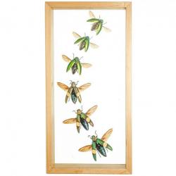 Cadre vitré transparent 18 x 35 cm avec 6 coléoptères véritables naturalisés