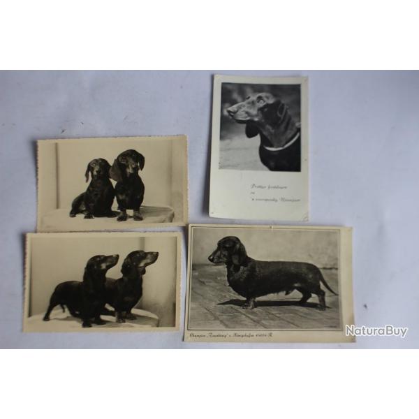 Photographies Chiens de race Teckel champions concours