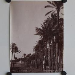 Photo orientaliste Lékégian Le Caire Palmiers