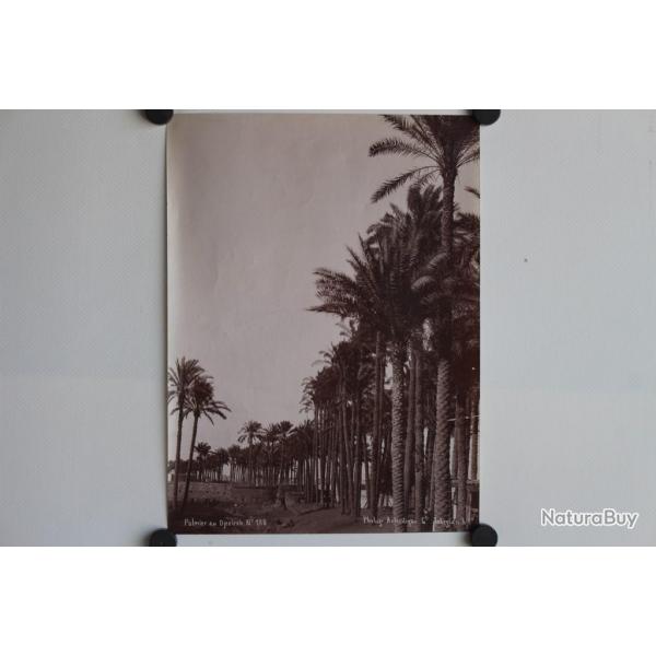 Photo orientaliste Lkgian Le Caire Palmiers