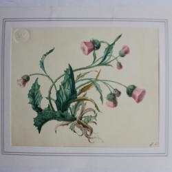 Aquarelle originale fleur chardon