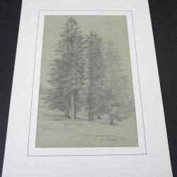 Dessin original au crayon Sapins 1873