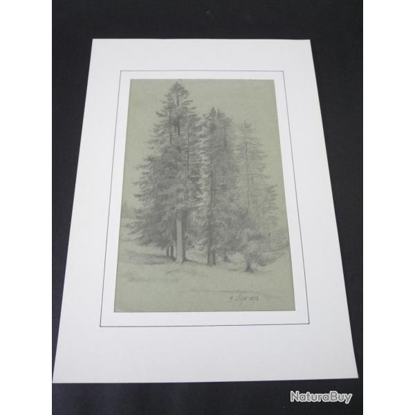Dessin original au crayon Sapins 1873