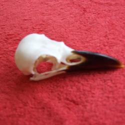 crane de corbeau (corneille noire)véritable et non une copie en résine N0 1
