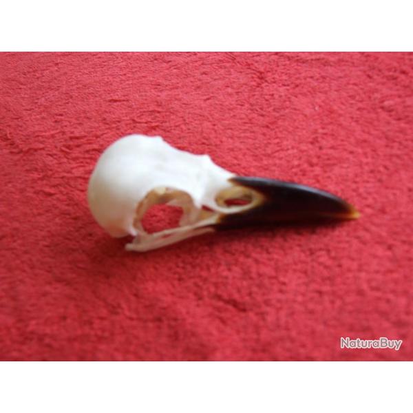 crane de corbeau (corneille noire)vritable et non une copie en rsine N0 1