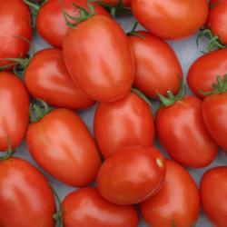 Lot de 100 Graines de Tomate Roma - Variété Vigoureuse et Productive - Chair Ferme & Douce